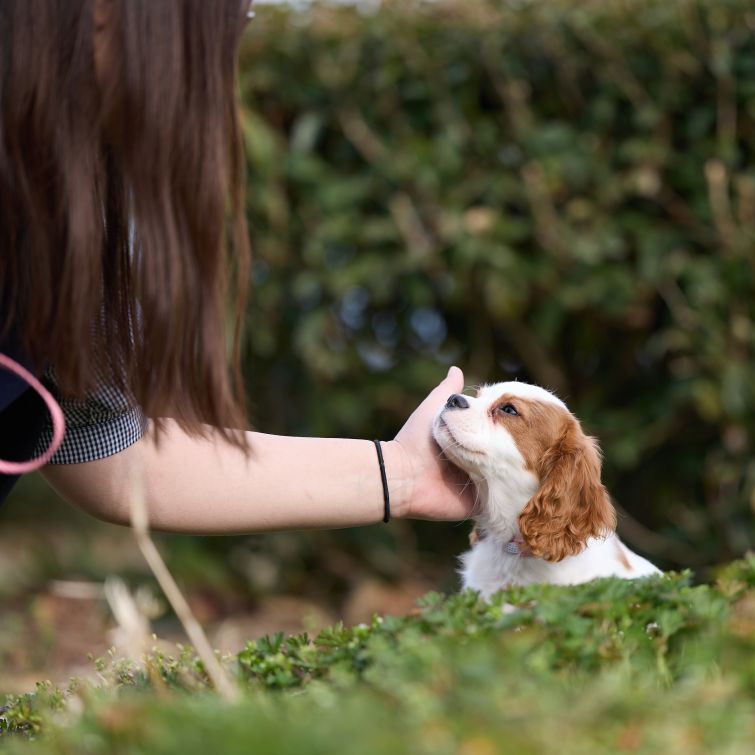 いぬむすび富士 cavalier-puppy-breeder-photo_1H3A0428 -2
