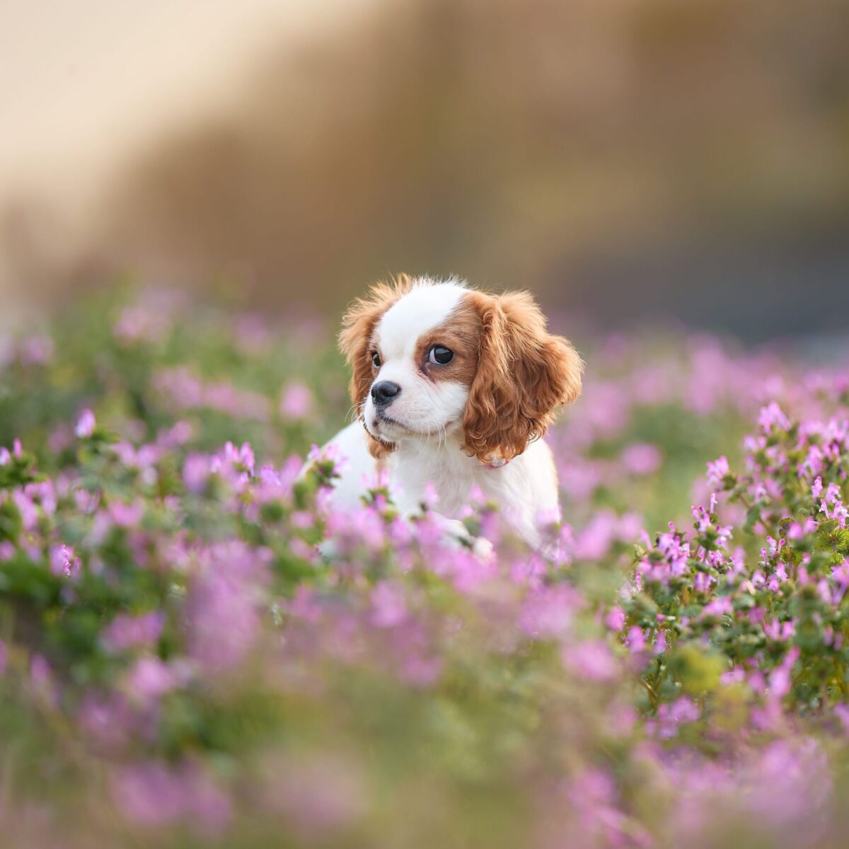 いぬむすび富士 cavalier-puppy-breeder-photo_1H3A0607