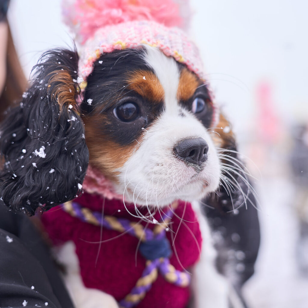 キャバリア専門ブリーダー　子犬　トライカラー　写真-photo_06506
