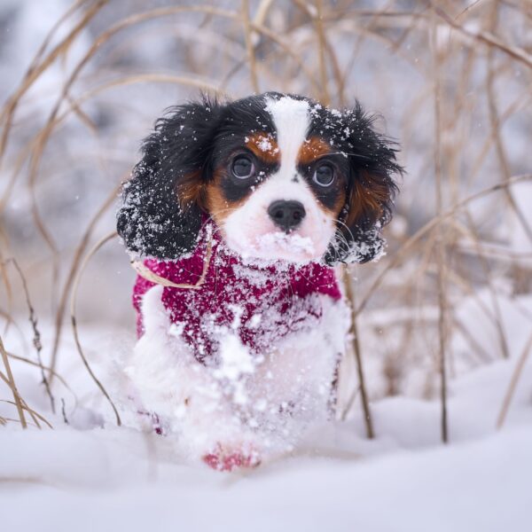 いぬむすび富士 画像