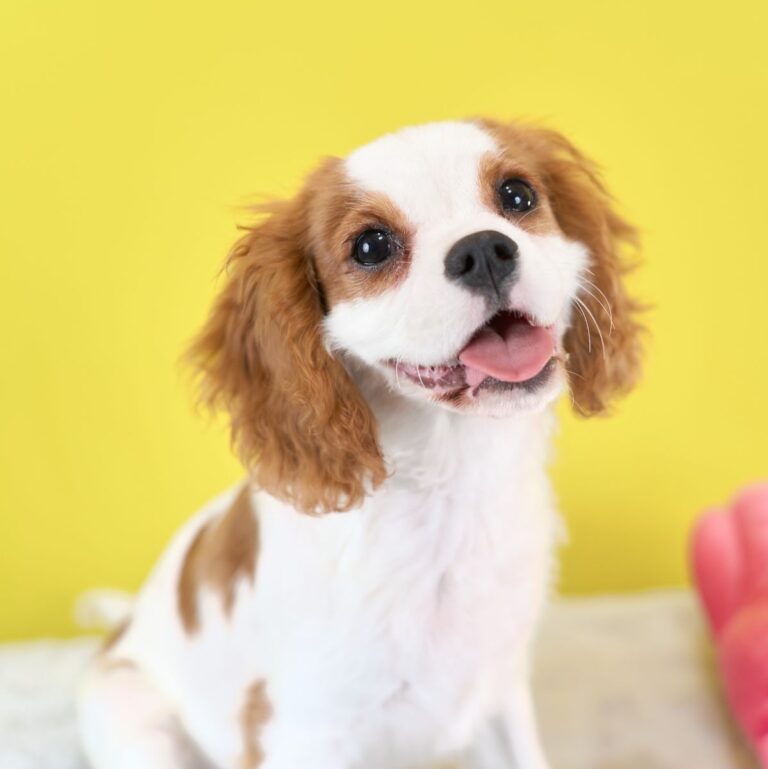 いぬむすび富士 画像