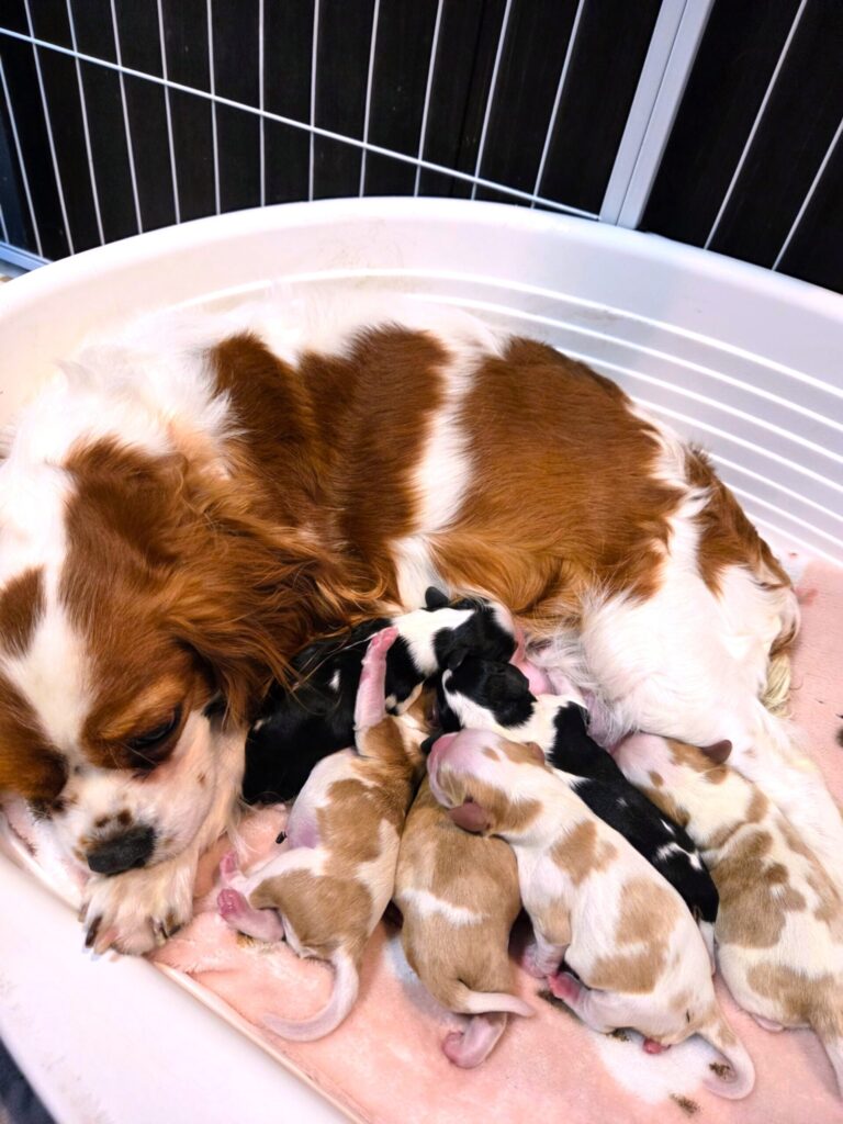 キャバリアの子犬　出産情報