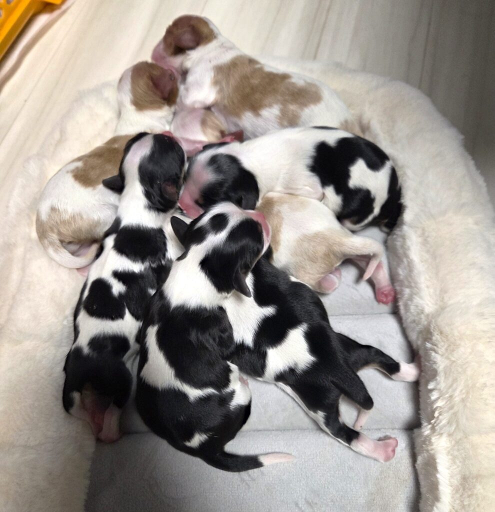 キャバリアの子犬出産情報