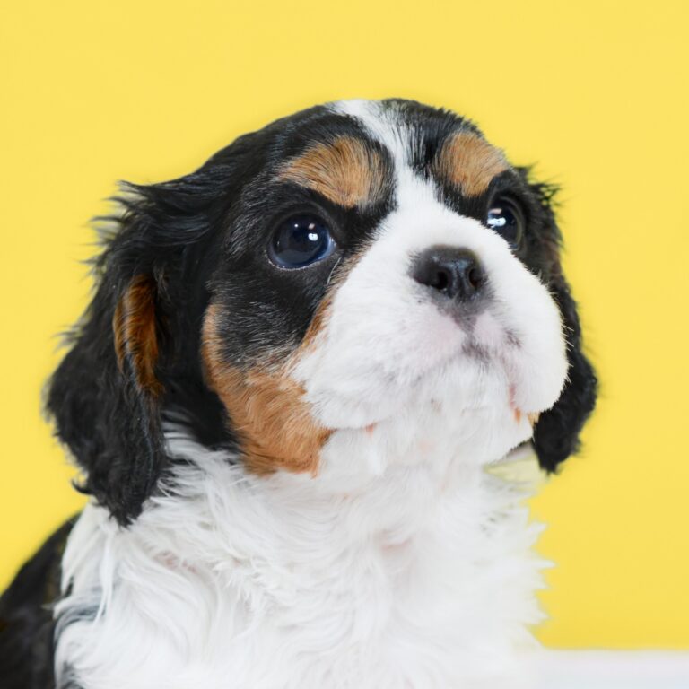 キャバリア専門ブリーダー「いぬむすび」のキャバリア（トライカラー・オス（男の子））子犬番号008（生後36日）のアイキャッチ画像