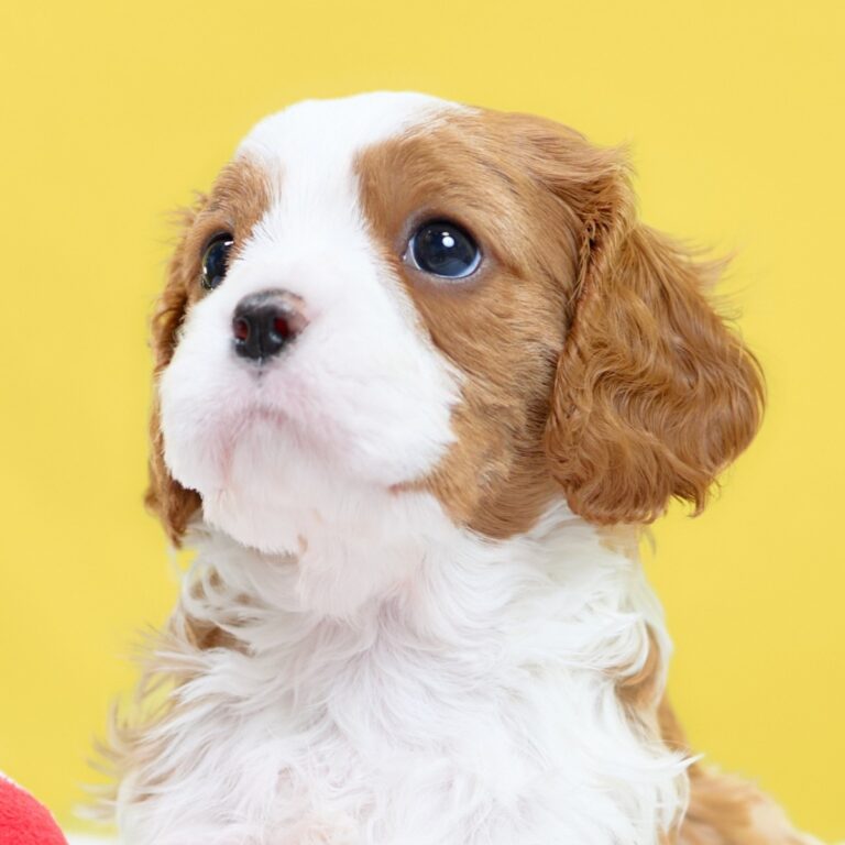 キャバリア専門ブリーダー「いぬむすび」のキャバリア（ブレンハイム・オス（男の子））子犬番号010（生後36日）のアイキャッチ画像