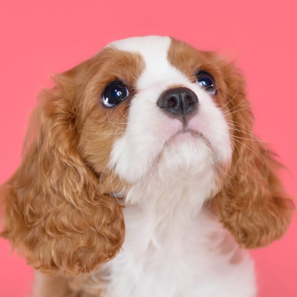 キャバリアの子犬｜010ルーク君｜ブレンハイム・オス｜4月15日生