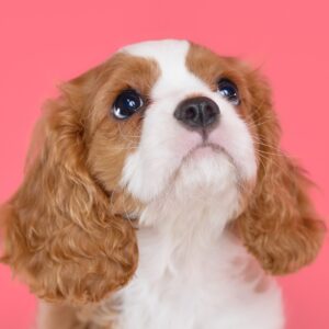 【売約済】キャバリアの子犬｜010ルーク君｜ブレンハイム・オス｜4月15日生