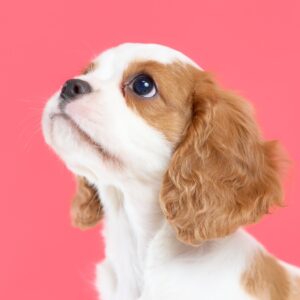【売約済】キャバリアの子犬｜011シルキーちゃん｜ブレンハイム・メス｜4/15生