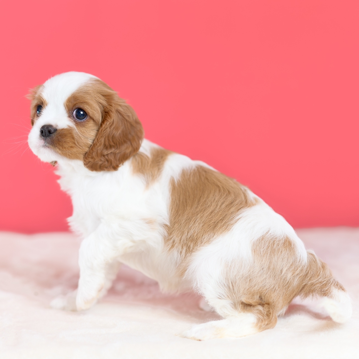 キャバリア Cavalier ブレンハイムのドール 34cm moda 着脱可能 商談中】キャバリアの子犬018｜ブレンハイム・メス｜5/5生