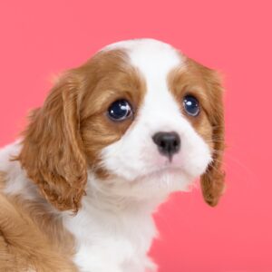 【売約済】キャバリアの子犬｜020ピンちゃん｜ブレンハイム・メス｜5/5生