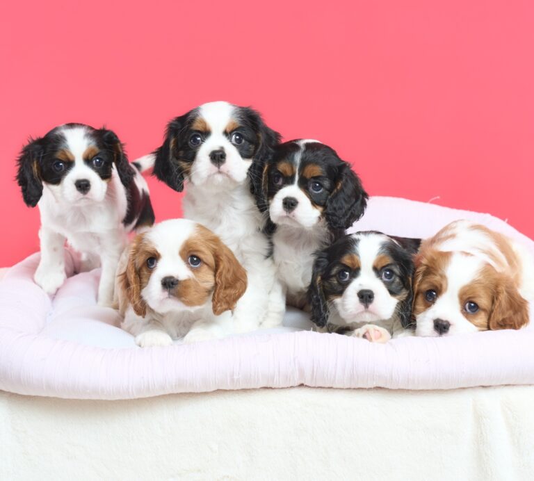 2026年5月5日生まれのキャバリアの子犬たち　生後52日のお写真
