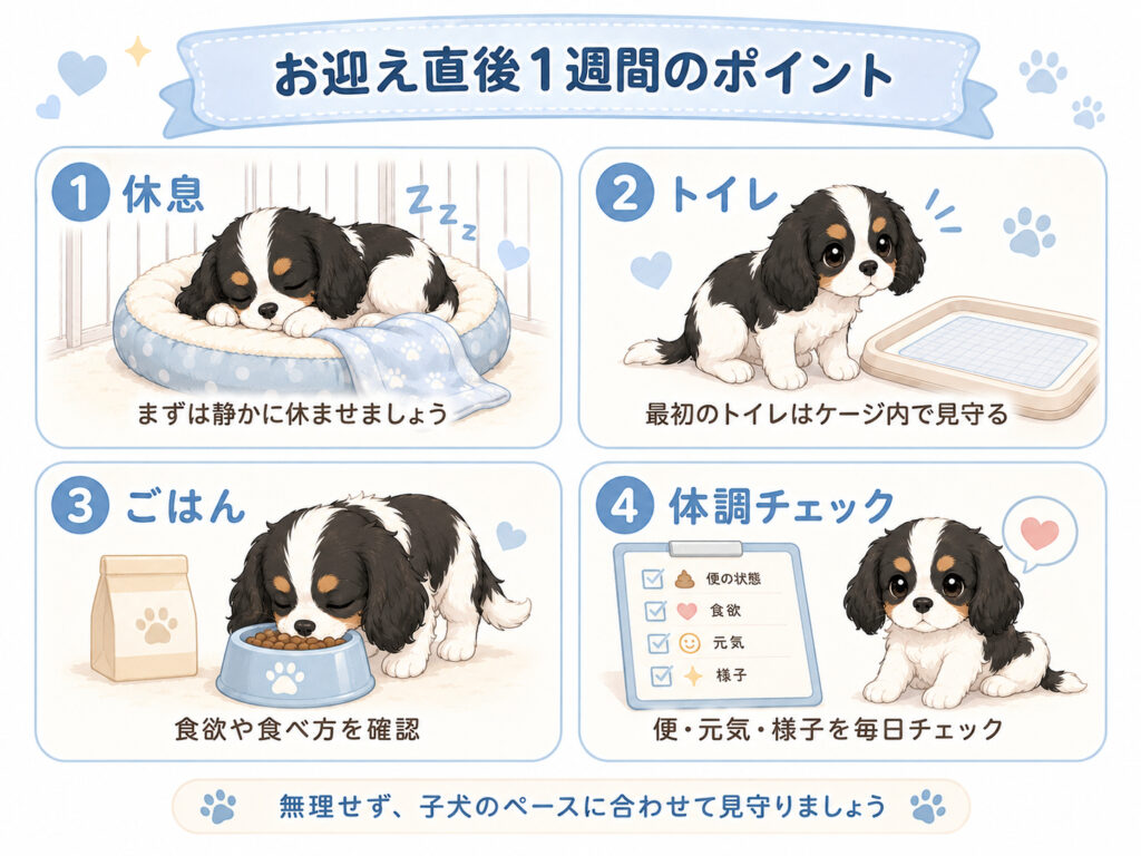 お迎え直後1週間のポイント図解（休息・トイレ・ごはん・体調チェック）