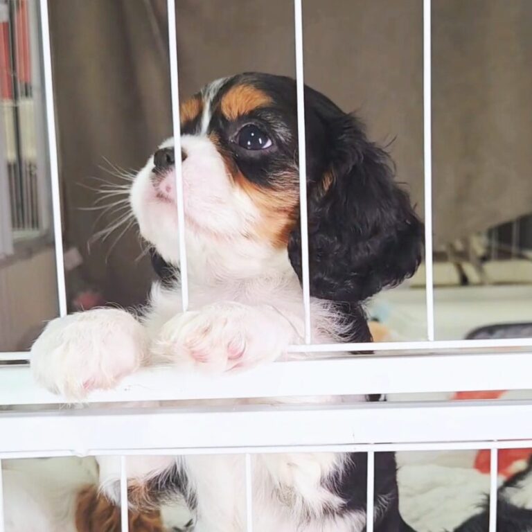ニヤけちゃう甘えん坊の子犬